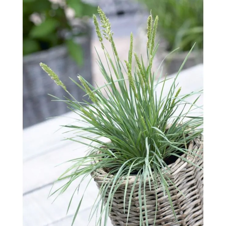 Koeleria glauca - Blue Hair Grass