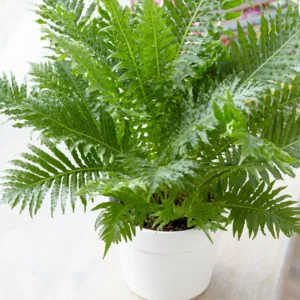 Blechnum Silver Lady Fern