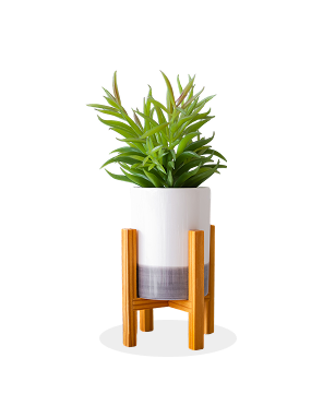 Plant Stand